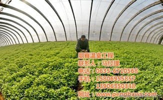 攜手朋霸溫室工程，共建高唐優(yōu)質(zhì)蔬菜大棚